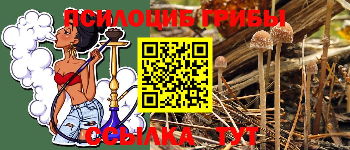 Псилоцибиновые грибы Psilocybe Острогожск
